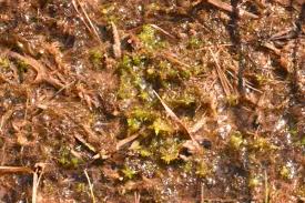 Attēlu rezultāti vaicājumam “Sphagnum cuspidatum”