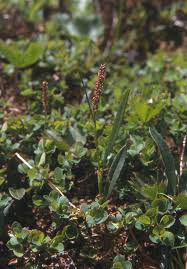 Attēlu rezultāti vaicājumam “Bistorta vivipara flower”