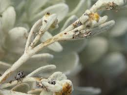 Attēlu rezultāti vaicājumam “Macrosiphoniella millefolii”