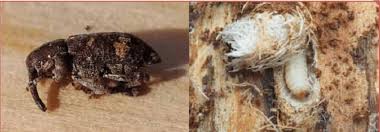 Attēlu rezultāti vaicājumam “Pissodes castaneus”