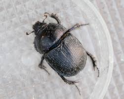 Attēlu rezultāti vaicājumam “Geotrupes stercorarius”