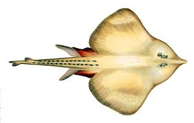 Image result for Leucoraja