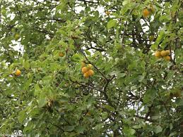 Attēlu rezultāti vaicājumam “Prunus domestica subsp. insitita fruit”