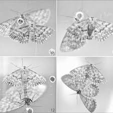 Attēlu rezultāti vaicājumam “Scopula immorata”