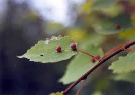 Attēlu rezultāti vaicājumam “Harmandia”