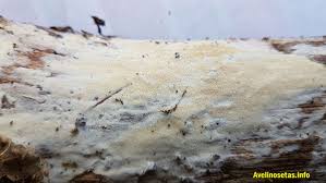 Attēlu rezultāti vaicājumam “Sidera lenis”