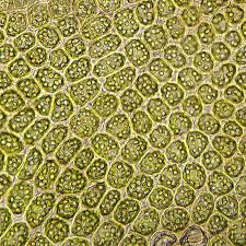 Attēlu rezultāti vaicājumam “Tritomaria exsectiformis”