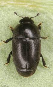 Attēlu rezultāti vaicājumam “Nitidulidae”