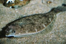 Image result for Hippoglossoides platessoides