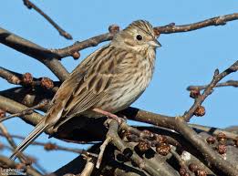 Image result for Emberiza leucocephalos