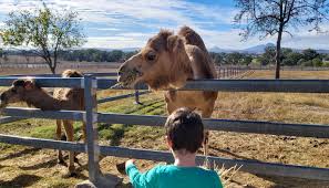 Image result for Ipswich Open Ultimate