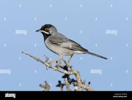 Image result for Sylvia rueppelli