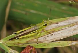 Attēlu rezultāti vaicājumam “Stethophyma grossum”