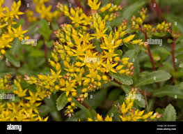 Attēlu rezultāti vaicājumam “Sedum aizoon”