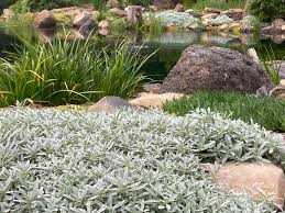 Attēlu rezultāti vaicājumam “Cerastium tomentosum”