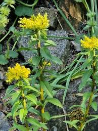 Attēlu rezultāti vaicājumam “Sedum aizoon”