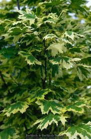 Attēlu rezultāti vaicājumam “Acer platanoides”