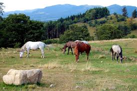 Attēlu rezultāti vaicājumam “Equus ferus caballus”