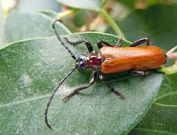 Attēlu rezultāti vaicājumam “Rhamnusium bicolor”