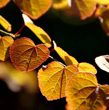 Attēlu rezultāti vaicājumam “Cercidiphyllum japonicum leaf”