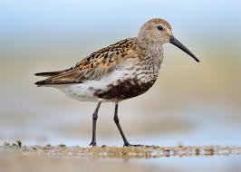 Attēlu rezultāti vaicājumam “Calidris alpina”