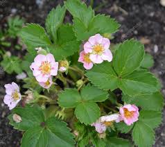 Attēlu rezultāti vaicājumam “Fragaria moschata flower”