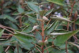 Attēlu rezultāti vaicājumam “Tettigoniodea exuvia”