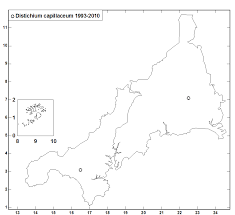 Attēlu rezultāti vaicājumam “Distichium capillaceum”