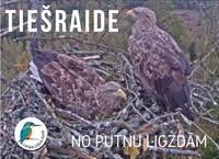 Attēlu rezultāti vaicājumam “Lycogala ustulatum”