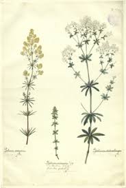 Attēlu rezultāti vaicājumam “Laserpitium pruthenicum”