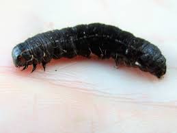 Attēlu rezultāti vaicājumam “Eupsilia transversa”