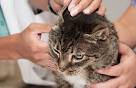 Ear Mites in Cats | Pet Eye Health