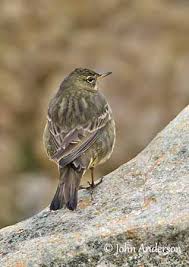 Attēlu rezultāti vaicājumam “Anthus petrosus adult”