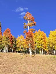 Image result for $$fall_akte__ort$$