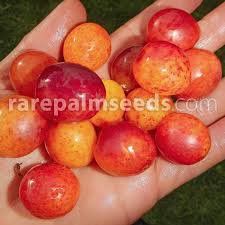 Attēlu rezultāti vaicājumam “Prunus domestica subsp. insitita fruit”