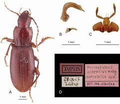 Attēlu rezultāti vaicājumam “Pterostichus sp.”