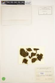 Attēlu rezultāti vaicājumam “Dicranodontium denudatum”