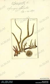 Attēlu rezultāti vaicājumam “Spongilla lacustris”