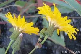 Attēlu rezultāti vaicājumam “Sonchus arvensis subsp. uliginosus bud”