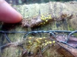 Attēlu rezultāti vaicājumam “Physaraceae”