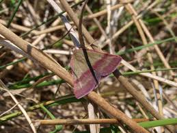 Attēlu rezultāti vaicājumam “Phytometra viridaria”