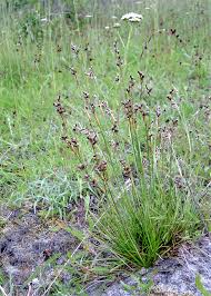 Attēlu rezultāti vaicājumam “Juncus squarrosus”