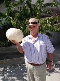 Attēlu rezultāti vaicājumam “Langermania gigantea”