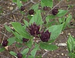 Attēlu rezultāti vaicājumam “Calycanthus floridus”
