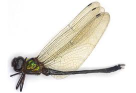 Attēlu rezultāti vaicājumam “Odonata”