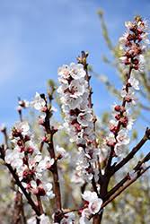 Attēlu rezultāti vaicājumam “Prunus armeniaca”