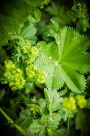 Image result for Frauenmantel