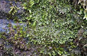 Attēlu rezultāti vaicājumam “Campylophyllum sommerfeltii”