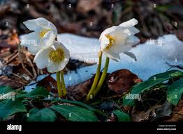 Image result for Christrose