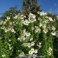Image result for Leucanthemella serotina